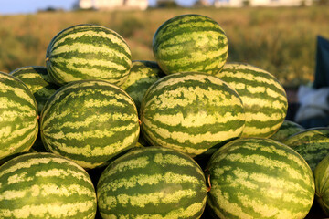 Fruit Background. A Lot Of Big Sweet Green Organic Ripe Watermelons In The Farmers Market Healthy Raw Diet Food.
