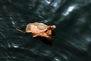 Close up of maple leaf in water