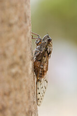 close up from of a cicardid with brown tree bark in the background
