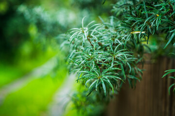 Sea buckthorn branch with green leaves in rainy summer morning. Selective focus. Shallow depth of field.
