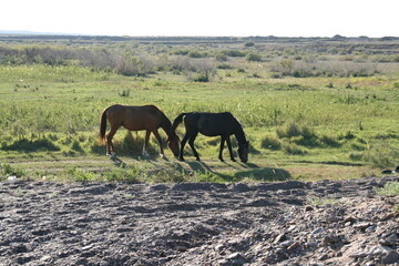 horses in the field