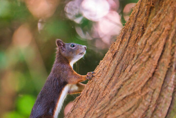 Nahaufnahme eines braunen Eichhörnchen welches einen Baum hochklettert