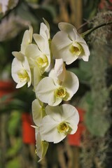 white and yellow moth orchid flowers