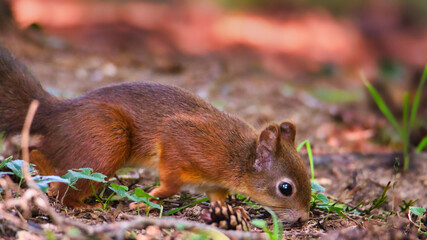 Nahaufnahme eins braunen Eichhörnchen welches am Boden nach Nahrung  sucht