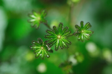 雨雫。雨の後の森の植物。water drops on flowers and leaves after rain, rainy season Japan