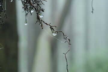 雨雫。雨の後の森の植物。water drops on flowers and leaves after rain, rainy season Japan