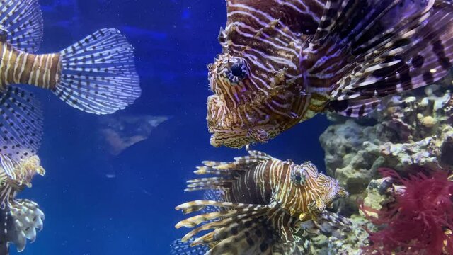 Group tropical zebrafish water tank blue background closeup