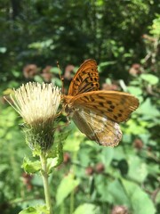 Schmetterling an Distel