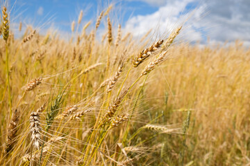 wheat field in harvest season with blue sky background