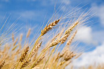 wheat field in harvest season with blue sky background