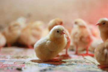 Hatched chickens on egg farm. Small agricultural business for growing hens in cages