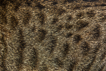 Wild cat's fur