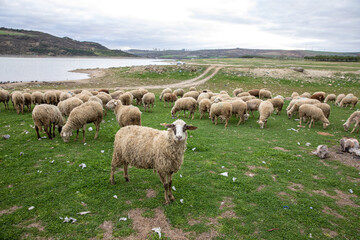 A sheep looking at the camera in a flock of sheep on the shore of the Sazlibosna Dam in Istanbul, Turkey