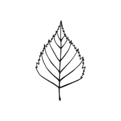 Hand drawn birch leaf outline. Line art style isolated on white background.