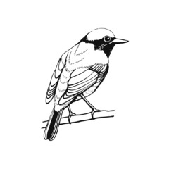 Hand drawn bird. Redstart. Outline drawing. Vector illustration. Black and white.