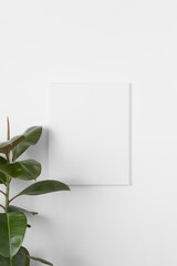 White canvas mockup on the wall with a ficus plant.