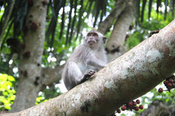 Naklejka na ściany i meble Monkey in a tropical forest.