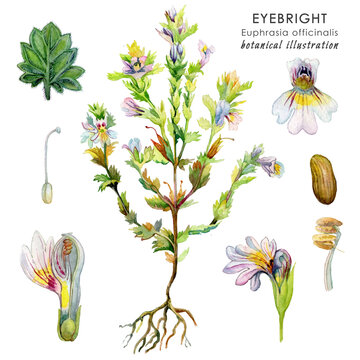 Eyebright. Euphrasia officinalis. Medicinal plant. Botanical illustration. Isolated on white background. Watercolor drawing.