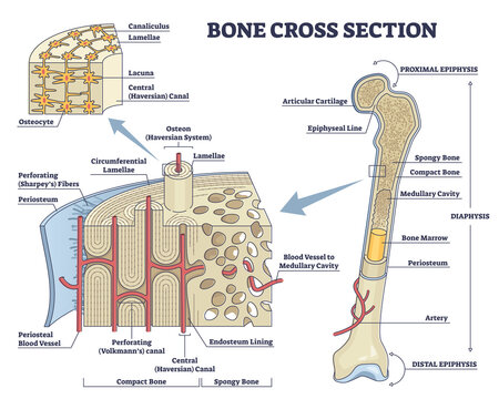 Bone cross section and isolated anatomical detailed structure outline diagram. Labeled educational medical body description with distal and proximal epiphysis and osteon closeup vector illustration.