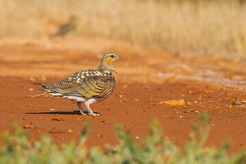 Male Pint-tailed sandgrouse (Pterocles alchata), a steppe bird resting on the wet ground.