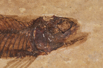 fossilised fish imprint on rock