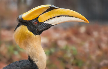 Close up the great hornbill in nature.