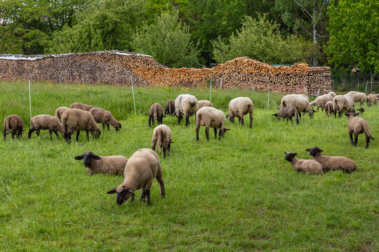 sheep on a meadow eating grass
