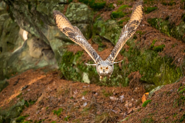 Hunting Barn Owl in nice morning light. Wildlife scene from wild nature. Flying bird above the meadow, United Kingdom.