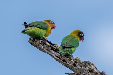 Two Fischer's Lovebirds (Agapornis fischeri) nuzzle each other, Ngorongoro Conservation Area, Tanzania