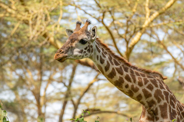 Giraffe in front Amboseli national park Kenya masai mara.(Giraffa reticulata) sunset.