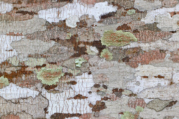 Detail on tree bark (Vernicia fordii) show camouflage pattern from lichen growing on tree bark  