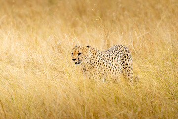 A horizontal photograph of a female Cheetah (acinonyx jubatus) and her cubs on an anthill on the lookout over the plains in the Masai Mara at sunrise