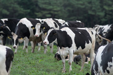 Fototapeta premium Every morning I go to the ranch to milk the cows. 