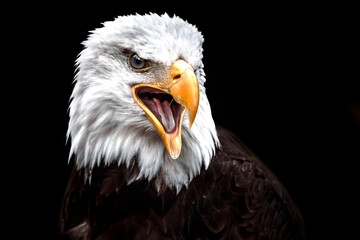 American Bald Eagle portrait in Cabarceno Nature Park, Cantabria, Spain.