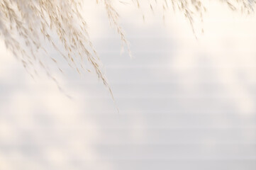 Pampas grass on pastel white background. Cortaderia selloana. Front view. Copy space.