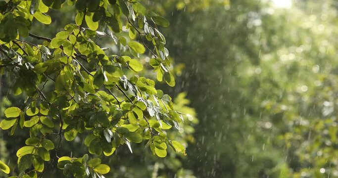 Rain on the background,Heavy rain in the forest, Rain drops falling,Season background
