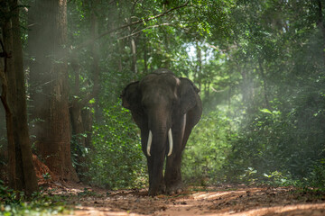 Naklejka premium Thai elephant in the forest during sunny day.