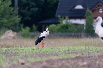 Obraz na płótnie Canvas A white stork sits in a meadow. Signs of spring in Poland. Rural landscape with a stork.