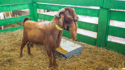 goat on farm event