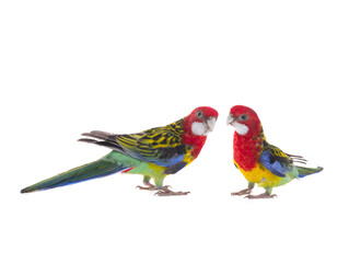 two parrot Rosella parrot isolated on white background