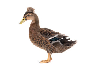 duck standing isolated on white background