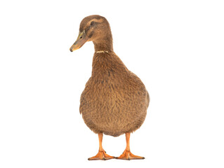 duck standing isolated on white background
