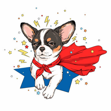 Cute chihuahua dog in superhero cape. Stylish image for printing on any surface	