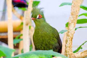 可愛いエボシドリ