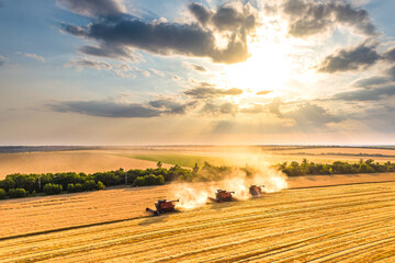 harvesting wheat. group of three red combine-harvester work in the field. beautiful sky at sunset. Aerial drone photo