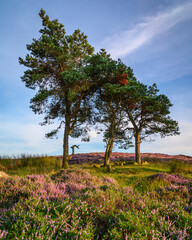 Fototapeta na wymiar Scots Pine Trees on Hepburn Moor, located near Chillingham, north Northumberland in the North East of England and is covered in blooming heather during summer