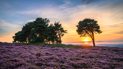 Sunset on Hepburn Moor, located near Chillingham, north Northumberland in the North East of England and is covered in blooming heather during summer - obrazy, fototapety, plakaty