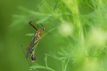 A big kind mosquito on the greenery in nature.