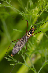 A big kind mosquito on the greenery in nature.