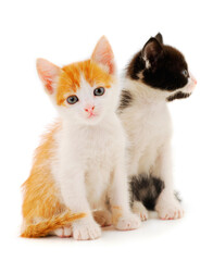 Two small kitten.